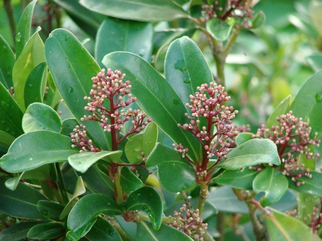skimmia čpupoljci